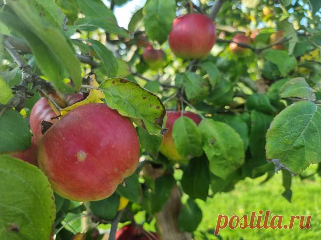 Яблоки не осыпаются зря: почему их стоит снять раньше срока. Многие садоводы замечали, что часть яблок падает с веток до полной зрелости.