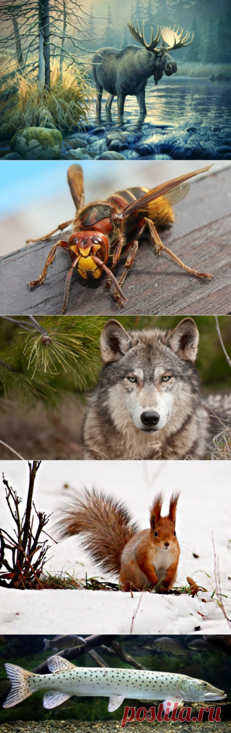 Славянский гороскоп по году и месяцу рождения
