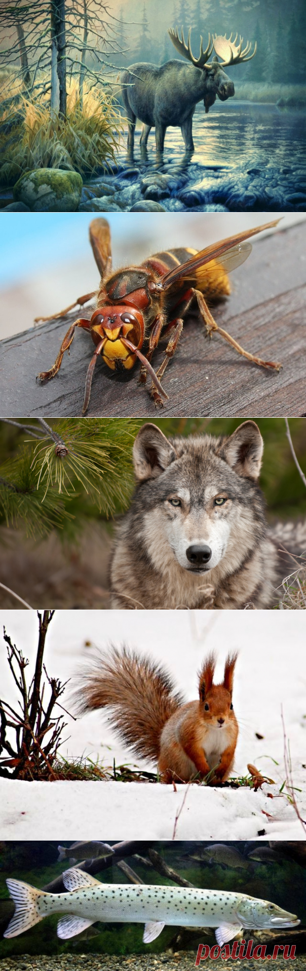 Славянский гороскоп по году и месяцу рождения