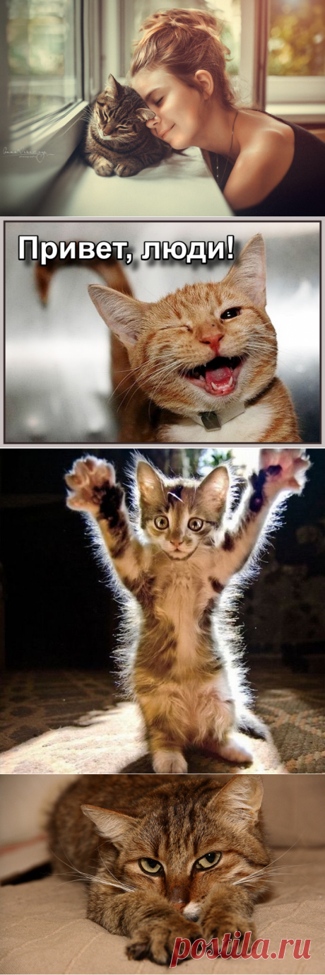 Падая, вставай на лапы🐱... котейный пост))