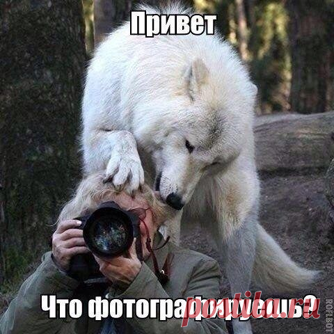 Прикольные картинки с подписями / Приколы