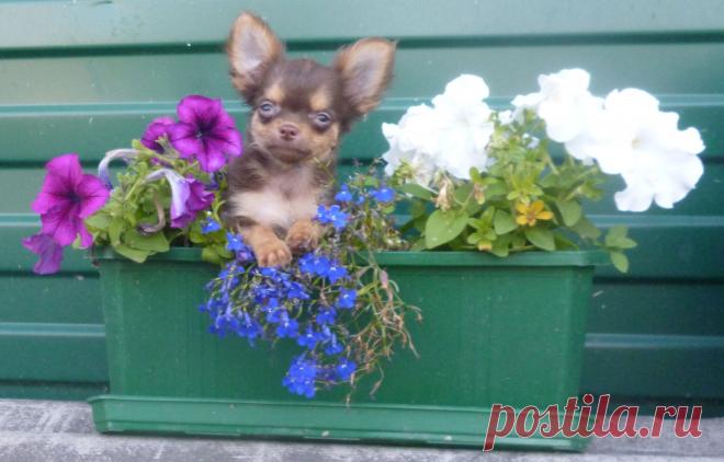 Янтарный мальчишка... шоко ген от обоих родителей... папа чемпион России и Белоруссии... мальчишка прекрасно подходит как для выставок, так и для разведения... Длинношерстный, шоколад с подпалом... вес примерно будет 2кг.