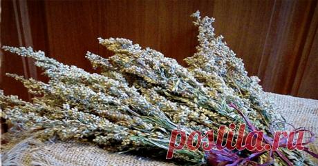 Эта трава способна уничтожить раковые клетки всего за 24 часа!