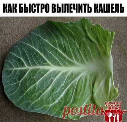 КАК БЫСТРО ВЫЛЕЧИТЬ КАШЕЛЬ
Обязательно сохраните к себе на стену, чтобы не потерять!
Если кого-то из членов моей семьи начинает донимать кашель, никогда не покупаю в аптеке лекарства, а лечу так.
Беру капустный лист, опускаю его на 1-2 минуты в кипящую воду, затем намазываю медом и накладываю на грудь (при сильном кашле - два капустных листа, один на грудь, второй - на спину).
Облегающая футболка хорошо держит лист всю ночь. А наутро от него почти ничего не остается. Вмест...