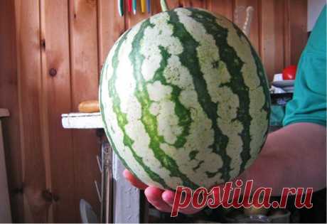 Умная бахча
