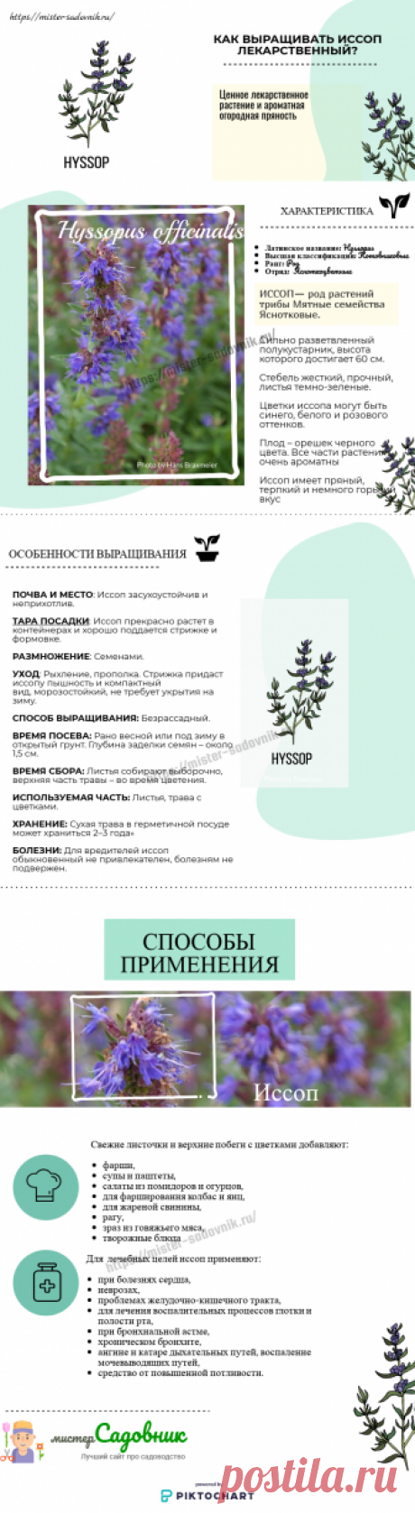 Иссоп лекарственный - особенности выращивания на даче