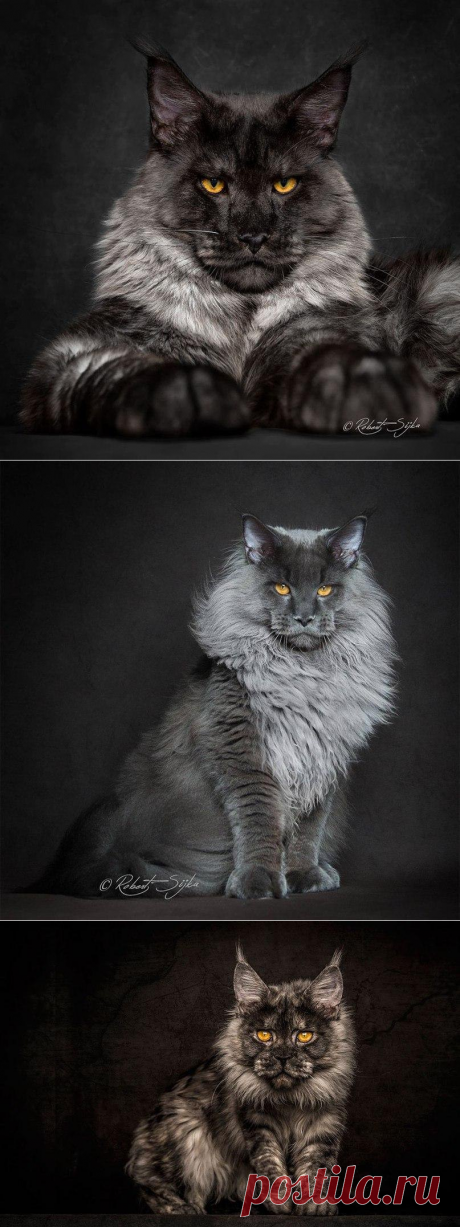 Величественная красота мейн-кунов от фотографа Robert Sijka