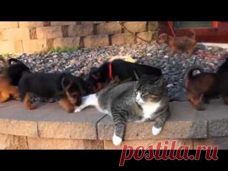 Стая собак напала на кошку (стальные нервы) / Питомцы