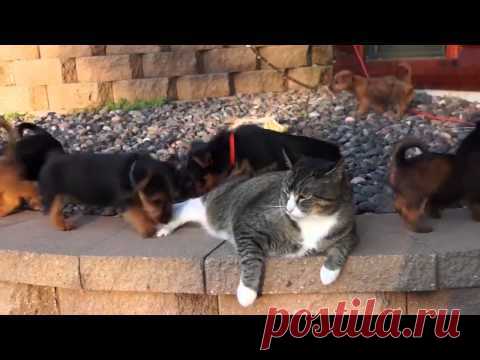 Стая собак напала на кошку (стальные нервы) / Питомцы