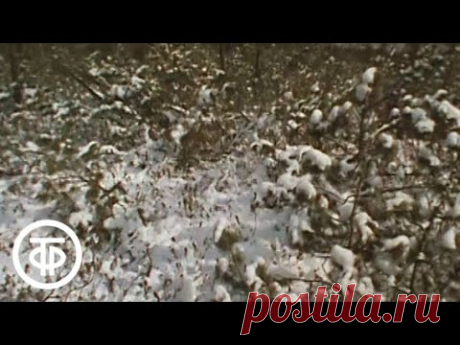 Варлам Шаламов. Несколько моих жизней (1990)