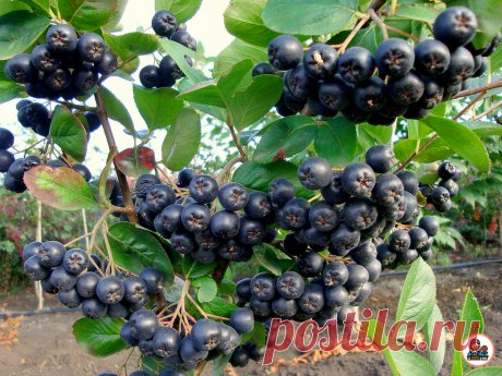 Жалею, что не посадила раньше эти плодовые кустарники в своем саду. Хлопот никаких, а урожайность отличная. Рассказываю о каждом | Цветущий сад | Яндекс Дзен