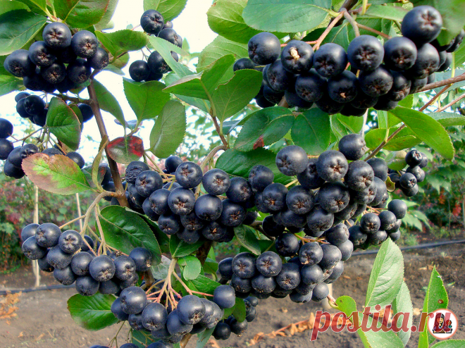 Жалею, что не посадила раньше эти плодовые кустарники в своем саду. Хлопот никаких, а урожайность отличная. Рассказываю о каждом | Цветущий сад | Яндекс Дзен