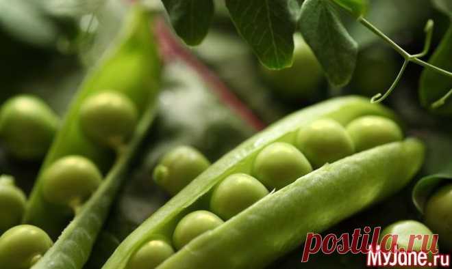 Блюда из гороха - горох, рецепты, гороховая каша, маски для лица
