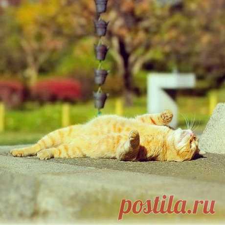 КОШКИ