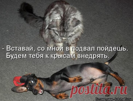 Капелька юмора / Болталка / Юмор