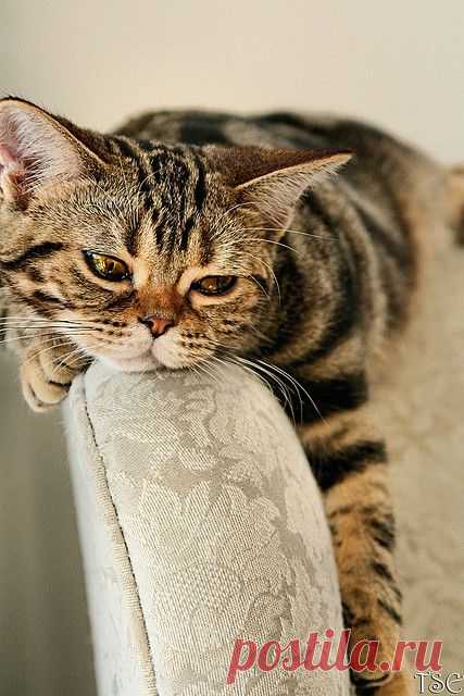Sigh | Flickr - Photo Sharing!