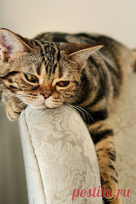 Sigh | Flickr - Photo Sharing!