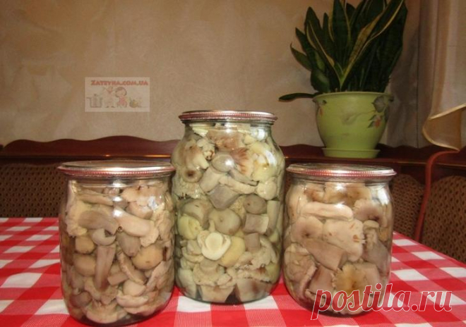 Маринованные рядовки