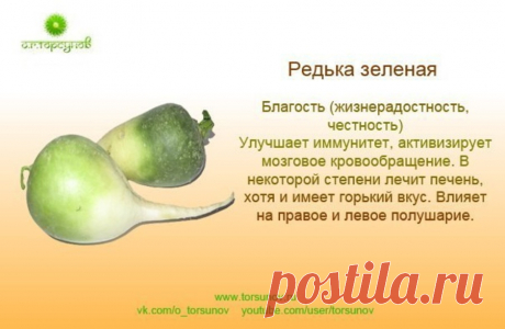 Редька зеленая