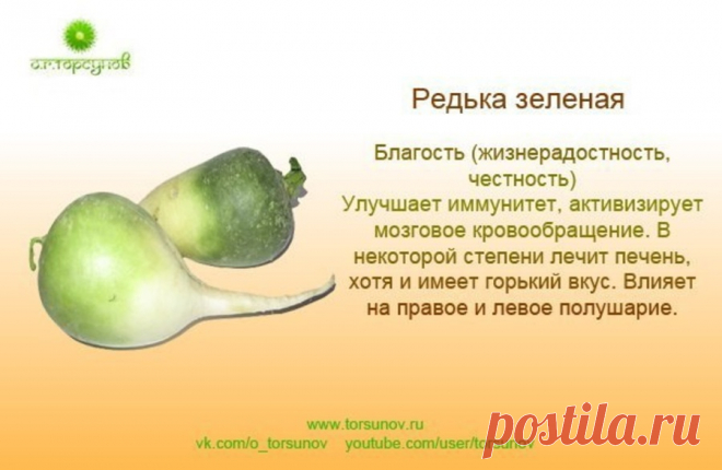 Редька зеленая