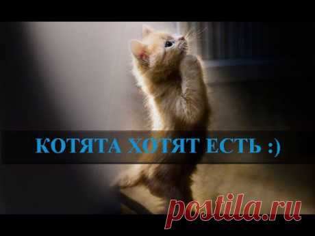 Котята хотят есть. Голодные котята - YouTube