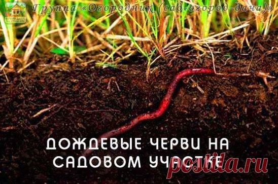 ДОЖДЕВЫЕ ЧЕРВИ НА САДОВОМ УЧАСТКЕ
Дождевых червей можно использовать на садовом участке при выращивании различных культур. Они очень часто оказываются более эффективнее многих удобрений. Но то, что их не сложно разводить - знают  не все.
Вот и решил поделиться небольшой методикой разведения дождевых червей на садовом участке.
Делается это очень просто. Необходимо выкопать яму размером 50x50x50 сантиметров и положить туда листьев, какой-нибудь мелкой макулатуры, не больших ...
