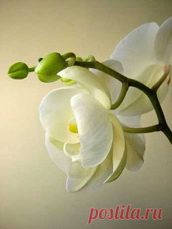 EVERY KIND OF FLOWERS – Сообщество – Google+