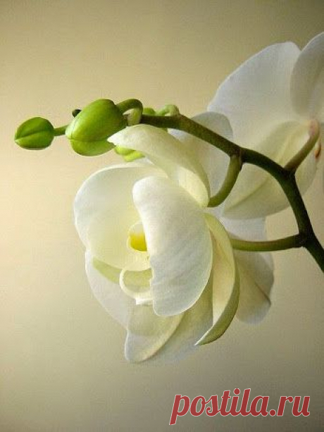 EVERY KIND OF FLOWERS – Сообщество – Google+