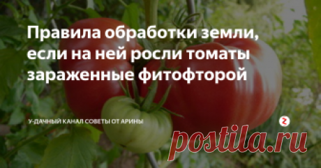Правила обработки земли, если на ней росли томаты зараженные фитофторой Коварство заболевания фитофтороз – знакомо многим огородникам. Оно способно уничтожить практически весь урожай,
Что делать если вы заметили, кусты томатов, пораженные фитофторой. Как не допустить развитие заболевания на следующий сезон? На эти волнующие вопросы и ответит данная публикация.
1. Если вы заметили хотя-бы один куст томатов. Пораженных фитофторозом, то санитарную обработку необходимо пр