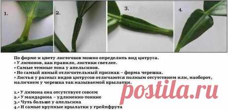 (8) Facebook