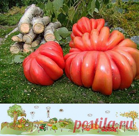 Семена томата ГРИБНОЕ ЛУКОШКО - фото, описание, цена, купить в магазине семян | Растим