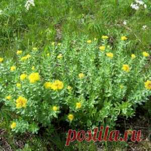 Фитотерапия. - МирТесен