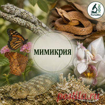 Мимикрия в биологии: типы и механизм | PortalBio