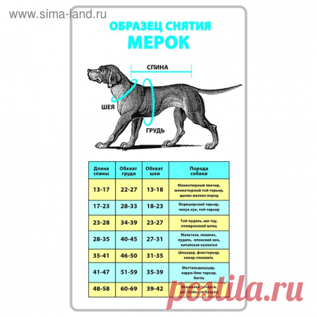 Свитер XL "Наглая морда" (ДС 38-42 см, ОГ 54-60 см) (750978) - Купить по цене от 244.57 руб. | Интернет магазин SIMA-LAND.RU