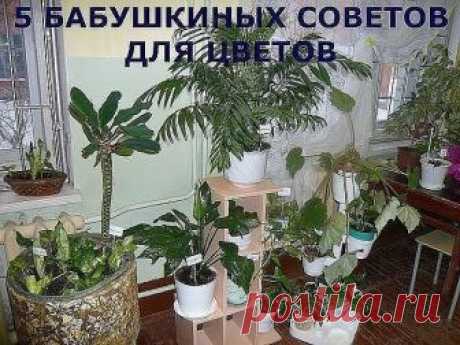 5 БАБУШКИНЫХ СОВЕТОВ ДЛЯ ЦВЕТОВ