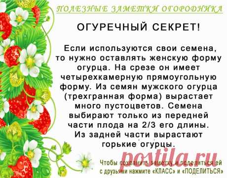 КОПИЛОЧКА  ОГОРОДНИКА!
Сохраните и поделитесь с друзьями!
#✒ЗаметкиОгородника✒ #✔Огурцы
