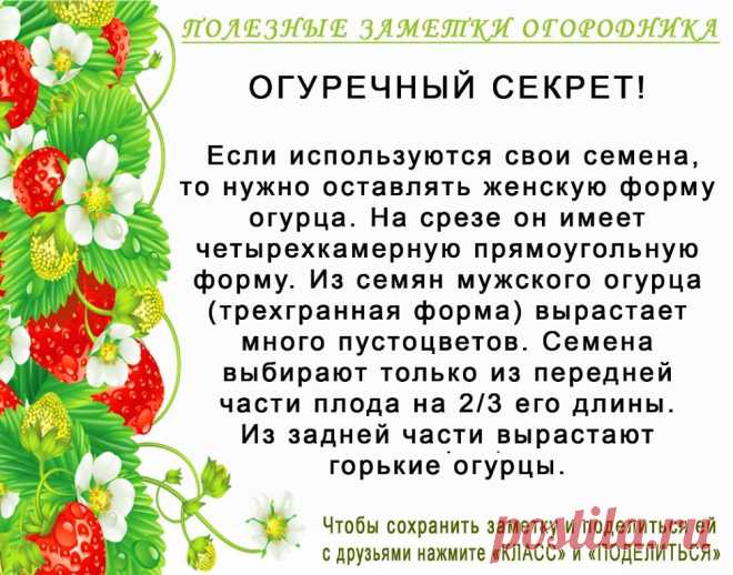 КОПИЛОЧКА  ОГОРОДНИКА!
Сохраните и поделитесь с друзьями!
#✒ЗаметкиОгородника✒ #✔Огурцы