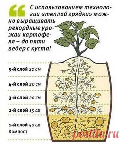 Теплые грядки - Садоводка