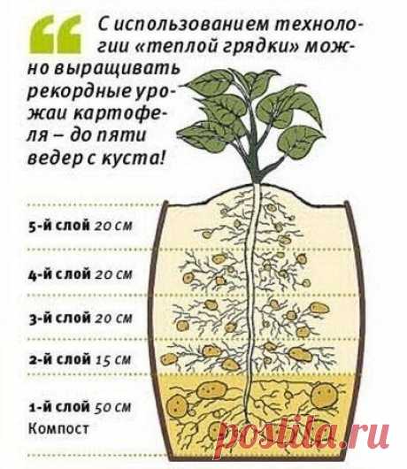 Теплые грядки - Садоводка