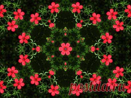 Flower Patterned Ornament  Free Stock Photo HD - Public Domain Pictures