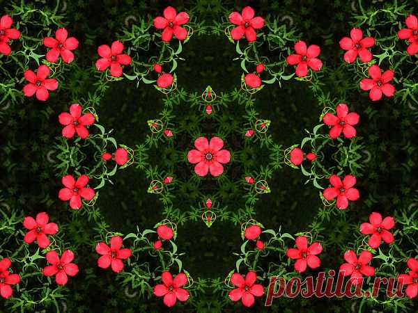 Flower Patterned Ornament  Free Stock Photo HD - Public Domain Pictures