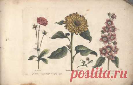 The florist, or, An extensive and curious collection of flowers, for the imitation of young ladies, either in drawing or in needle?workby A. Heckle. : Heckel, Augustin, : Free Download, Borrow, and Streaming : Internet Archive