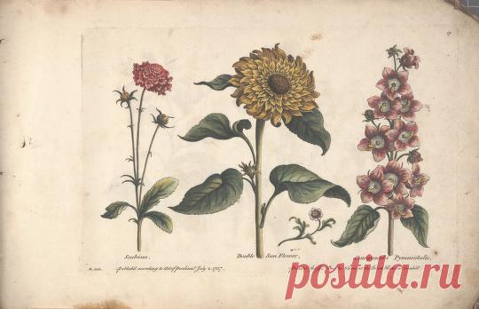 The florist, or, An extensive and curious collection of flowers, for the imitation of young ladies, either in drawing or in needle?workby A. Heckle. : Heckel, Augustin, : Free Download, Borrow, and Streaming : Internet Archive