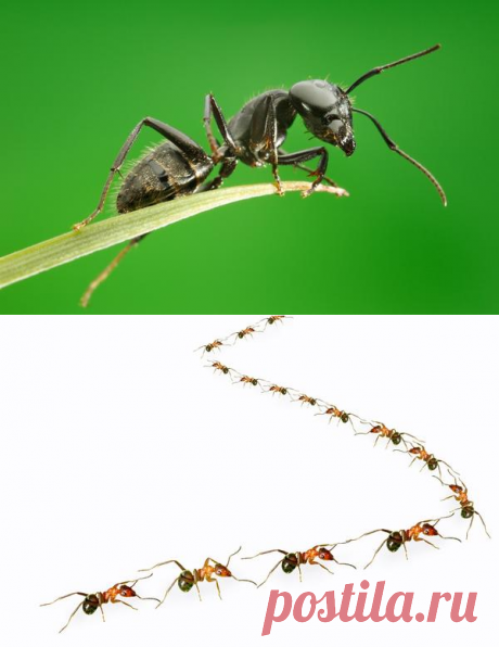 Муравьи: эффективные методы борьбы с муравьями