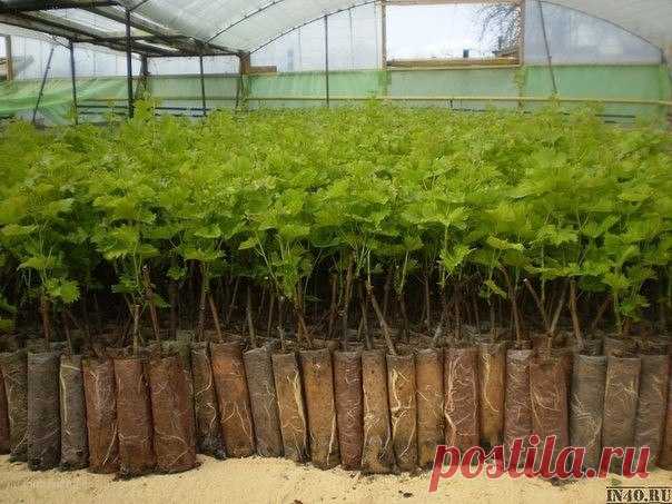 Саженцы смородины за 3 месяца