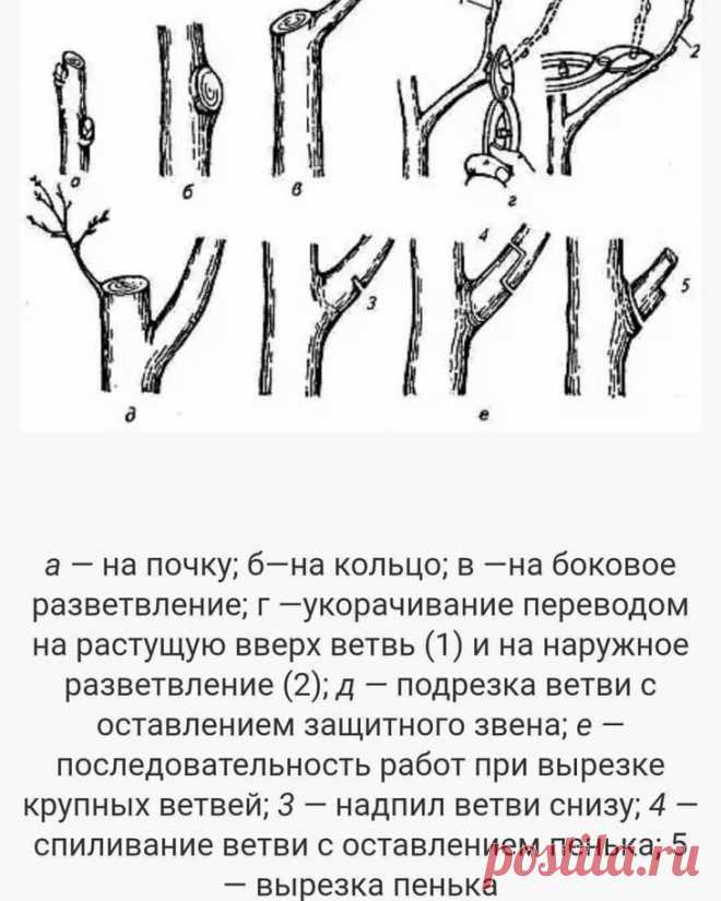 Осенняя обрезка плодовых деревьев и кустарников осенью своими руками