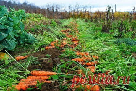 МОРКОВНЫЕ СЕКРЕТЫ В КОПИЛКУ САДОВОДА