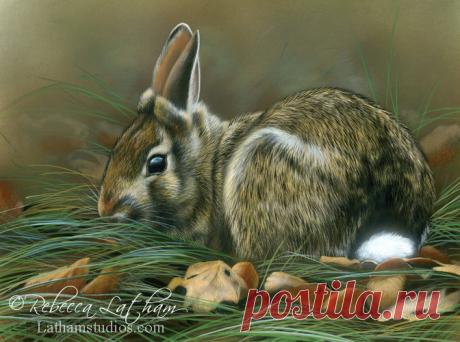 Загляните в студию — 15 января 2014 г. | Картины дикой природы и природы Ребекки Лэтэм