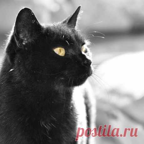 ...А кошка у ног неизвестной породы... Учила её чувству гордой свободы...
Учила гулять по обшарпанной крыше...Учила, что люди почти что как мыши...
И если любить, то не жалких, не слабых....И если уж падать, то только на лапы..