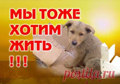 Анастасия-Александровна Разумовская-Волкова